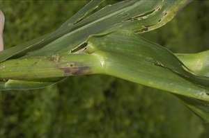 Fig. 12 Feeding damage to maize leaves by the caterpillar of Chilo partellus (spotted stalk borer). Photo by S. Eyres, Department of Agriculture WA.