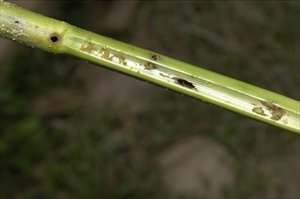 Fig. 13 Feeding damage to a maize stalk by the caterpillar of Chilo partellus (spotted stalk borer). Photo by S. Eyres, Department of Agriculture WA.
