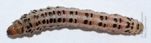 Fig. 14 Mature caterpillar of spotted borer Chilo sacchariphagus. Photo by S. K. Duttamajumder.