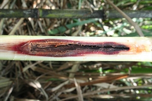 Fig. 15 Sugarcane stalk damage caused by the caterpillar of spotted borer Chilo sacchariphagus. Photo by N. Sallam, BSES Ltd (Anderson & Tran-Nguyen 2012b).