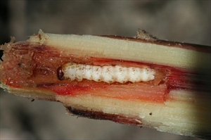 Fig. 16 Mature caterpillar of sugarcane borer (Chilo terrenellus) boring in the stem of sugarcane. Photo from Jackson (2017).