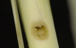 Fig. 17 Damage to a sugarcane stem caused by the sugarcane borer (Chilo terrenellus). Photo from Jackson (2017).