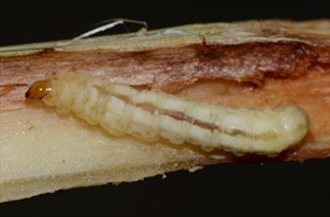 Fig. 18 Mature caterpillar of sugarcane top borer feeding inside a stem (Scirpophaga excerptalis). Photo: courtesy of National Bureau of Agricultural Insect Resources, Insect Biosystematics, Bangalore. Anderson & L. Tran-Nguyen (2012c).