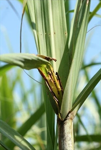 Fig. 19. Typical repetitive ‘shothole’ damage caused by larvae of sugarcane top borer (Scirpophaga excerptalis) eating through young leaves. Photo by N. Sallam, Bureau Sugar Experimental Station, Australia. Anderson & Tran-Nguyen (2012c).
