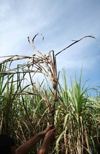Fig. 20 Typical ‘deadheart’ damage caused by feeding damage by sugarcane top borer (Scirpophaga excerptalis). Photo by N. Sallam, Bureau Sugar Experimental Station, Australia. Anderson & L. Tran-Nguyen (2012c).