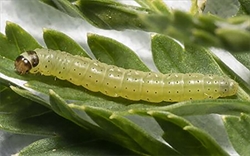 Fig. 1.  Early instar caterpillar of the Australian, exotic, hemlock moth (Agonopterix alstroemeriana) (Depressariinae), also known as the defoliating hemlock moth or poison hemlock moth. These caterpillars feed externally on the leaves of poison hemlock (Conium maculatum), but shelter in leaf rolls. Approx. 5 mm in length. (Photo by Elaine MacDonald, Nicholls Rivulet, Tasmania).