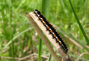 Fig. 2.  Mature caterpillar of the European Ethmia pusiella (Depressariidae: Ethmiinae).Note the long and peglike prolegs, typical of this subfamily. Length approx. 15 mm. See: http://macroid.ru/showphoto.php?photo=200090&lang=en.