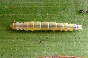 Fig 1.  Coconut flat moth (Agonoxena argaula) mature caterpillar. Photo: Gerald McCormack, Cook Islands Biodiversity & Natural Heritage.