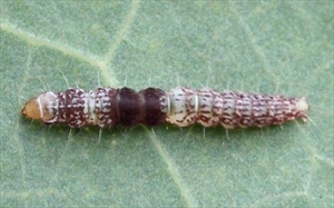 Fig. 1.  Mature caterpillar of the widespread Australian gelechiid Ardozyga stratifera (Gelechiinae). This species feeds on eucalypts and forms a shelter by tying together leaves along the midline and securing with silk. Photo by Geoff Byrne.