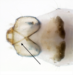 Fig. 10.  Dorsal view of head and first thoracic segment of the mature caterpillar of tomato pinworm (Keiferia lycopersicella). Not that the frontoclypeus is longer than wide, and extends all the way to the epicranial notch, a condition typical of prognathous leafminers. Photo by permission from Hayden et al. (2013). http://idtools.org/id/leps/micro/factsheet.php?name=%3Cem%3EKeiferia+lycopersicella%3C%2Fem%3E