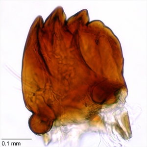 Fig. 12.  Mandible of pink bollworm (Pectinophora gossypiella). Photo: T. M. Gilligan & S. C. Passoa, LepIntercept (www.lepintercept.org).