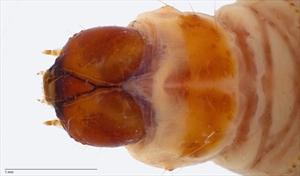 Fig. 14.  Head and first thoracic segment of mature larva of pink bollworm (Pectinophora gossypiella). Note the crescent-shaped prothoracic shield typical of this species. Photo: T. M. Gilligan & S. C. Passoa, LepIntercept (www.lepintercept.org).