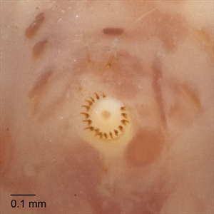 Fig. 15.  Ventral view of a ventral proleg of the mature larva of pink bollworm (Pectinophora gossypiella), showing the crochets arranged as a uniordinal penellipse. Photo: T. M. Gilligan & S. C. Passoa, LepIntercept (www.lepintercept.org).