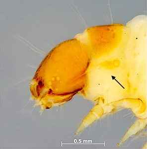 Fig. 3.  Head and prothorax of mature caterpillar of Anarsia lineatella (peach twig borer) (Gelechiidae: Anacampsinae). Note, that the prothoracic spiracle shares the same pinaculum with the three prespiracular lateral setae (indicated with arrow). Photo by Caroline Harding MAF (MAF 2011), under the Creative Commons Attribution 3.0 Australia Licence.