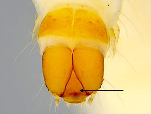 Fig. 4.  Dorsal view of the head and prothorax of the mature caterpillar of Anarsia lineatella (peach twig borer) (Gelechiidae: Anacampsinae). Note that the frontoclypeus is longer than wide, and extends over one half the distance to the epicranial notch (indicated by arrow), which are typical gelechiid characteristics. Photo by Caroline Harding MAF (MAF 2011), under the Creative Commons Attribution 3.0 Australia Licence.