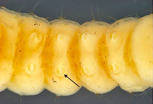 Fig. 5.  Ventral view of mature caterpillar of Anarsia lineatella (peach twig borer) (Gelechiidae: Anacampsinae). Note the crochets are arranged in a partially biordinal circle, an arrangement typical of the Gelechiidae (indicated by arrow). Photo by Caroline Harding MAF (MAF 2011), under the Creative Commons Attribution 3.0 Australia Licence.