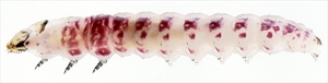 Fig. 6.  Mature caterpillar (preserved) of tomato pinworm (Keiferia lycopersicella). Note the diagnostic, pale prothoracic shield with a black posterior band and purple banding, typical of this species and the prognathous head, characteristic of leaf miners. Photo by permission from Hayden et al. (2013).