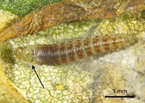 Fig. 7.  Live mature caterpillar of tomato pinworm (Keiferia lycopersicella). The arrow indicates the diagnostic, pale prothoracic shield with a black posterior band, typical of this species. Note also the typical purple banding on the dorsum. Note the prognathous head, characteristic of leaf miners. Scale = 1 mm. Photo by permission from Hayden et al. (2013).