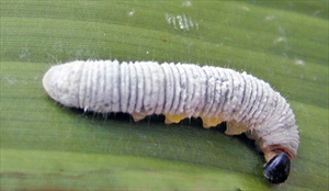 Fig. 1.  Mature caterpillar of banana skipper, Erionota thrax (Hesperiinae), on a banana leaf (Musa sp.), Maui, Hawaii. Photo by Forest & Kim Starr. This file is licensed under Creative Commons Attribution 3.0 Unported.