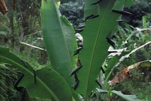 Fig. 4. Banana leaves showing damage cause by leaf rolls constructed by the larvae of banana skipper (Erionota thrax). Photo by R. de Jong (CABI 2019).