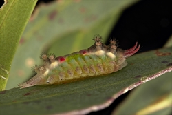 Fig. 1. Mature caterpillar of the Australian, painted cup moth (Doratifera oxleyi). This caterpillar has rosettes of urticating spines that open when the animal is threatened. Photo by Di Moyle.