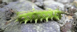 Fig. 2. Mature larva of the needle caterpillar (Setora nitens). Photo credit, L. P. Koh (Koh, 2008).