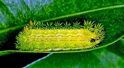 Fig. 3. Caterpillar of the needle caterpillar (Parasa lepida). By 池田正樹　Masaki Ikeda - Own work, CC BY-SA 3.0, https://commons.wikimedia.org/w/index.php?curid=8298276