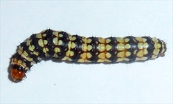 Fig. 2. Mature caterpillar of Brithys crini (Noctuidae: Noctuinae) the amaryllis borer, crinum borer, lily borer or Kew arches, which occurs in the Northern Territory and Queensland. This caterpillar was found feeding on Clivia (natal lily or bush lily) in Pretoria, South Africa. Photo by JMK - Own work, CC BY-SA 3.0, https://commons.wikimedia.org/w/index.php?curid=44331588