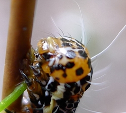 Fig. 3. Lateral view of the head of a mature caterpillar of the Australian species Hecatesia fenestrata, common whistling moth (Noctuidae: Agaristinae). Note the pale inverted ‘Y-shaped’ pattern on the frontal area of the head. On Cassytha glabella, (slender devil's twine), Royal National Park, NSW. Photo by John Tann; under a Creative Commons licence