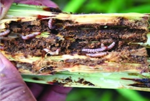 Fig. 5. Mature caterpillars of pink stalk borer (Sesamia grisescens) boring in a sugarcane stem (BSES Report, N. Sallam 2010)