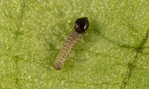Fig. 6. First instar larva of the fall armyworm, Spodoptera frugiperda. Photograph by Lyle J. Buss, University of Florida, from Capinera, J. L. (1999).