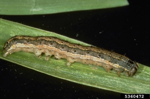 Fig. 8. Mature caterpillar fall armyworm, Spodoptera frugiperda of Frank Peairs, Colorado State University, Bugwood.org. Licensed under a Creative Commons Attribution 3.0 License.