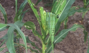 Fig. 9. Corn leaf damage caused by the fall armyworm, Spodoptera frugiperda. Photograph by Paul Choate, University of Florida, from Capinera, J. L. (1999).
