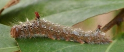 Fig. 3. Mature caterpillar of the Australian species Clostera rubida (Notodontidae: Pygaerinae). Note the processes on the dorsal side of A1 and A8, numerous secondary setae (including on the head) and setae-bearing scoli (long white protuberances on the dorsum). The A10 prolegs are only slightly reduced. Photo: courtesy of Valry Ryland, Magnetic Island, Queensland.