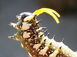 Fig. 1.  Mature caterpillar of Papilio anactus (dainty swallowtail) (Papilionidae: Papilioninae), Spence, ACT. Note the everted osmeterium on the dorsal side of the anterior margin of the prothorax.