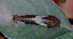 Fig. 2. Early instar caterpillar of Papilio demoleus. Early instars resemble bird droppings. Photographed in India by School of Ecology and Conservation, UAS Bangalore, India - School of Ecology and Conservation, UAS Bangalore , CC BY 2.5, https://commons.wikimedia.org/w/index.php?curid=1104357.
