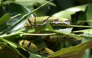 Fig. 3. Mature caterpillar of Papilio demoleus feeding on lime tree foliage. Photo by School of Ecology and Conservation, UAS Bangalore, India - School of Ecology and Conservation, UAS Bangalore, India, CC BY 2.5, https://commons.wikimedia.org/w/index.php?curid=1107754