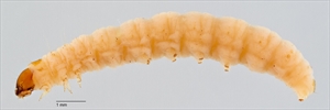 Fig. 4. Mature caterpillar of Indian mealmoth Plodia interpunctella (Pyralidae: Phycitinae), a pest of stored food products that has been introduced into Australia. Photo from Gilligan and Passoa (2014).