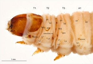 Fig. 1. Anterior segments and head of carob moth Ectomyelois ceratoniae (Pyralidae: Phycitinae). Photo from Gilligan and Passoa (2014).