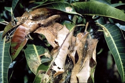 Fig. 5. Leaf webbing in mango caused by mango leaf webber (Orthaga euadrusalis). Photo by P. L. Tandon (see CABI 2019).