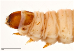 Ectomyelois ceratoniae