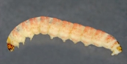 Fig. 1. Mature caterpillar of Oriental fruit moth (Grapholita molesta). Photo by Caroline Harding Ministry of Agriculture and Fisheries. Used the Creative Commons Attribution 3.0 Australia License. MAF (2011)
