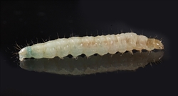 Fig. 2. Mature caterpillar of the Australian species lightbrown applemoth (Epiphyas postvittana) (Tortricidae: Tortricinae). Photo credited to Goldfinger820 at English Wikipedia, Public Domain.