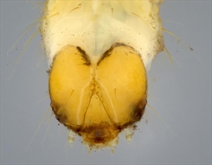 Fig. 4. Head of mature caterpillar of citrus flower moth Prays nephelomima (Yponomeutidae: Praydinae). Photo by Caroline Harding (MAF 2011).Creative Commons Attribution 3.0 Australia Licence