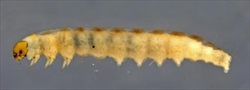 Fig. 1. Lateral view of the mature caterpillar of citrus flower borer Prays nephelomima (Yponomeutidae: Praydinae). Photo by Caroline Harding (MAF 2011) .Creative Commons Attribution 3.0 Australia Licence