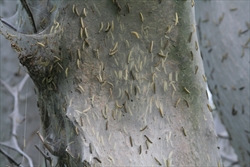 Fig. 2. Mature yponomeutid caterpillars forming a communal web in Bavarian farmland. Photo by N P Holmes - Own work, CC BY-SA 3.0, https://commons.wikimedia.org/w/index.php?curid=6846411