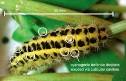Fig. 2  Zygaena filipendulae larva feeding on its cyanogenic host plant Lotus corniculatus.  Internal cuticular cavities exude stored cyanogenic glucoside defence compounds (circled) when caterpillar disturbed.  Image from Jensen et al. (2011)