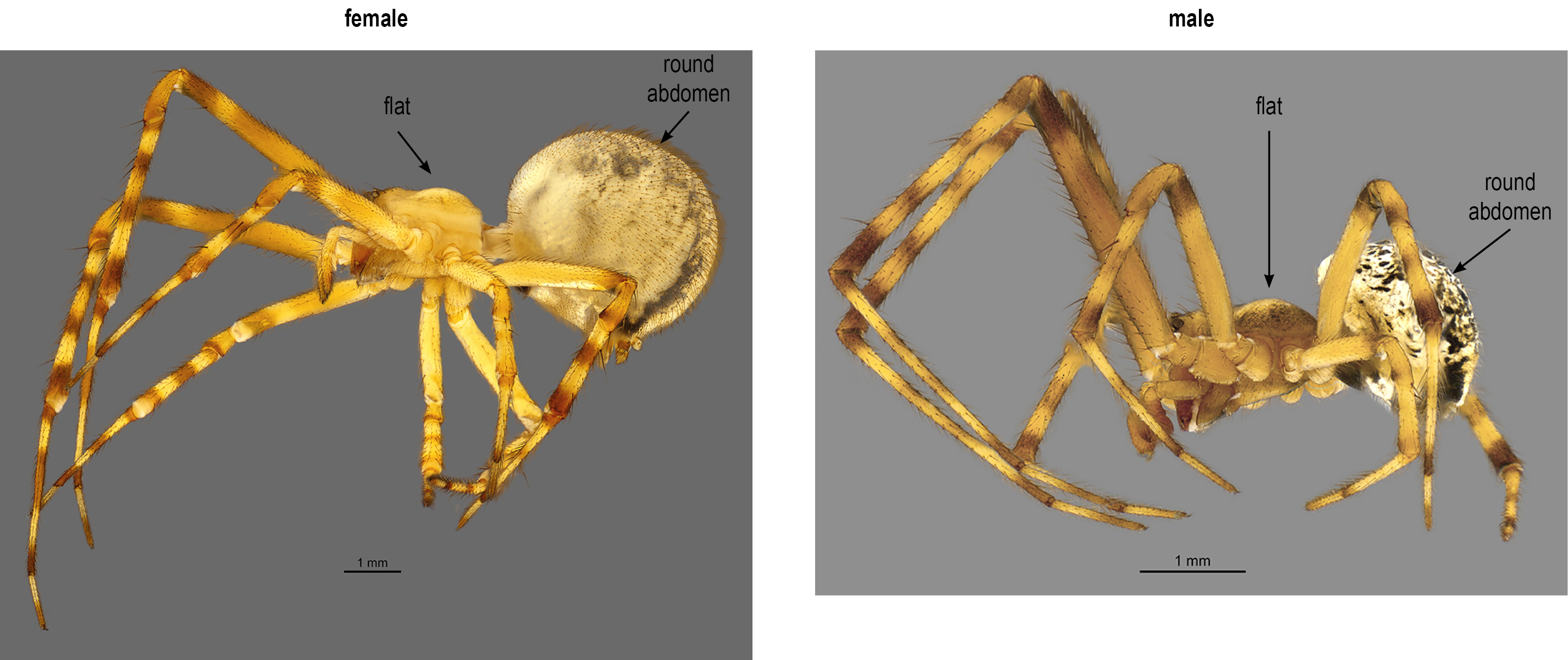 Neocarus spelaion sp. n. (Female): A Lateral view of chelicerae B