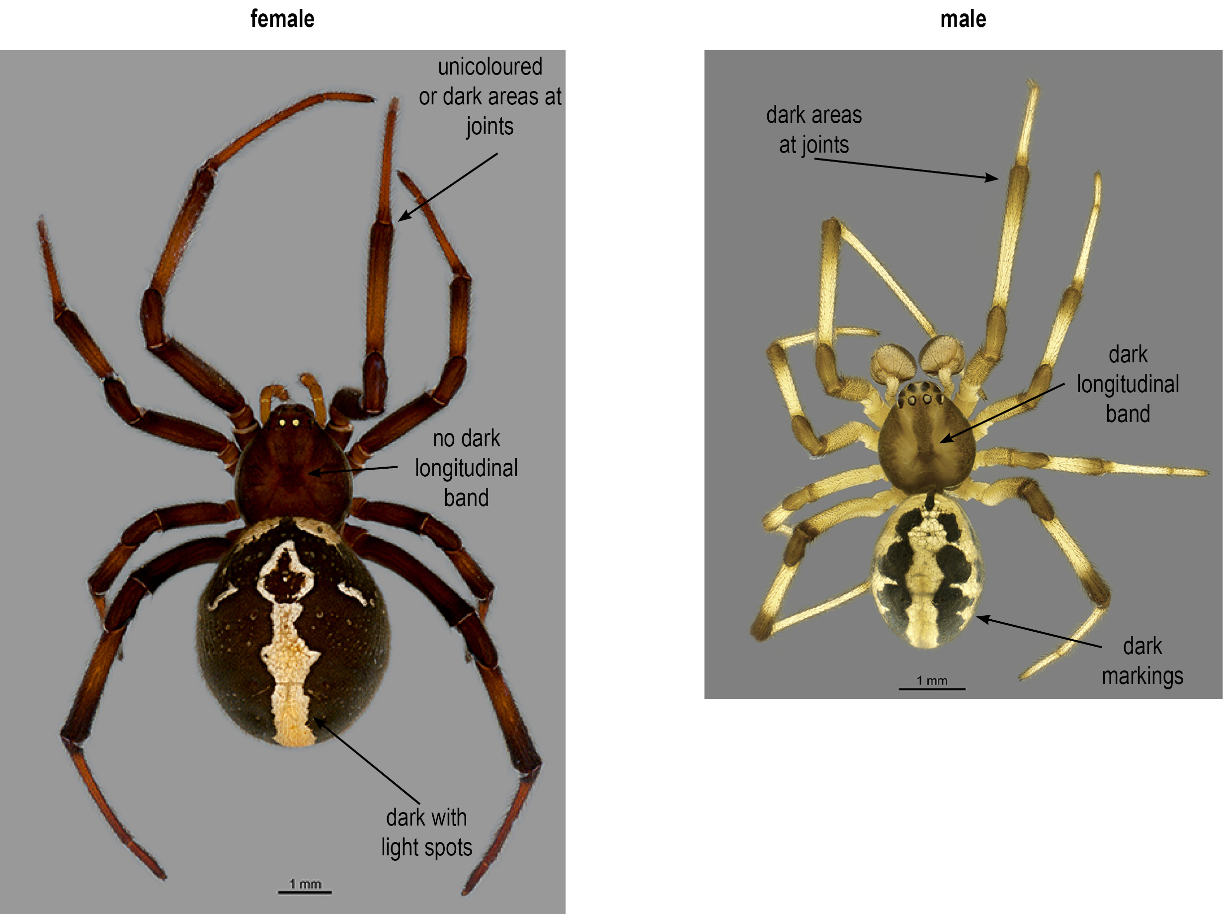 Parts Of A Spider Male Spider Dorsal View