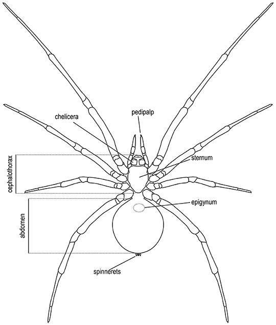 Theridiidae key